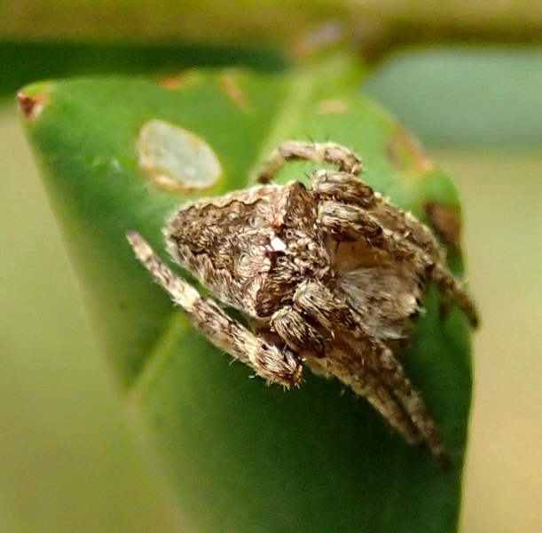 Gibbaranea? No. Giovane Araneus sp.